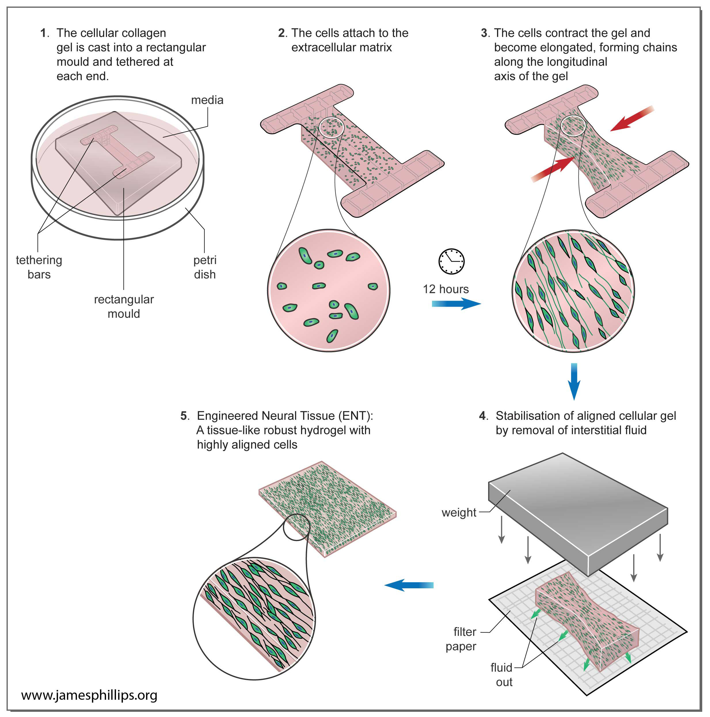 Nerve Tissue Engineering